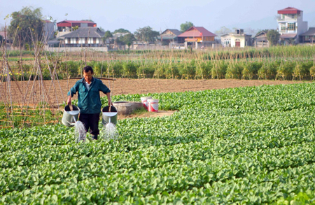 Nông dân xã Tuy Lộc, thành phố Yên Bái chăm sóc rau màu. (Ảnh: nhandan.com.vn)
